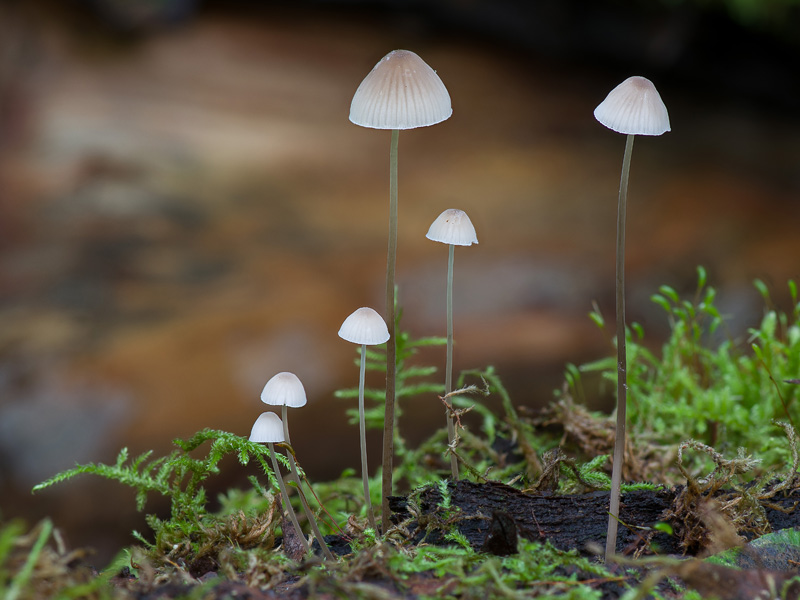 Mycena filopes